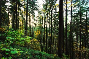 The dark, lush forest of the Pacific Northwest, even in the cold, works as another character in the novel.